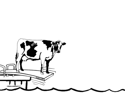 Cow on diving board and diving into a sea of milk for school milk programs.